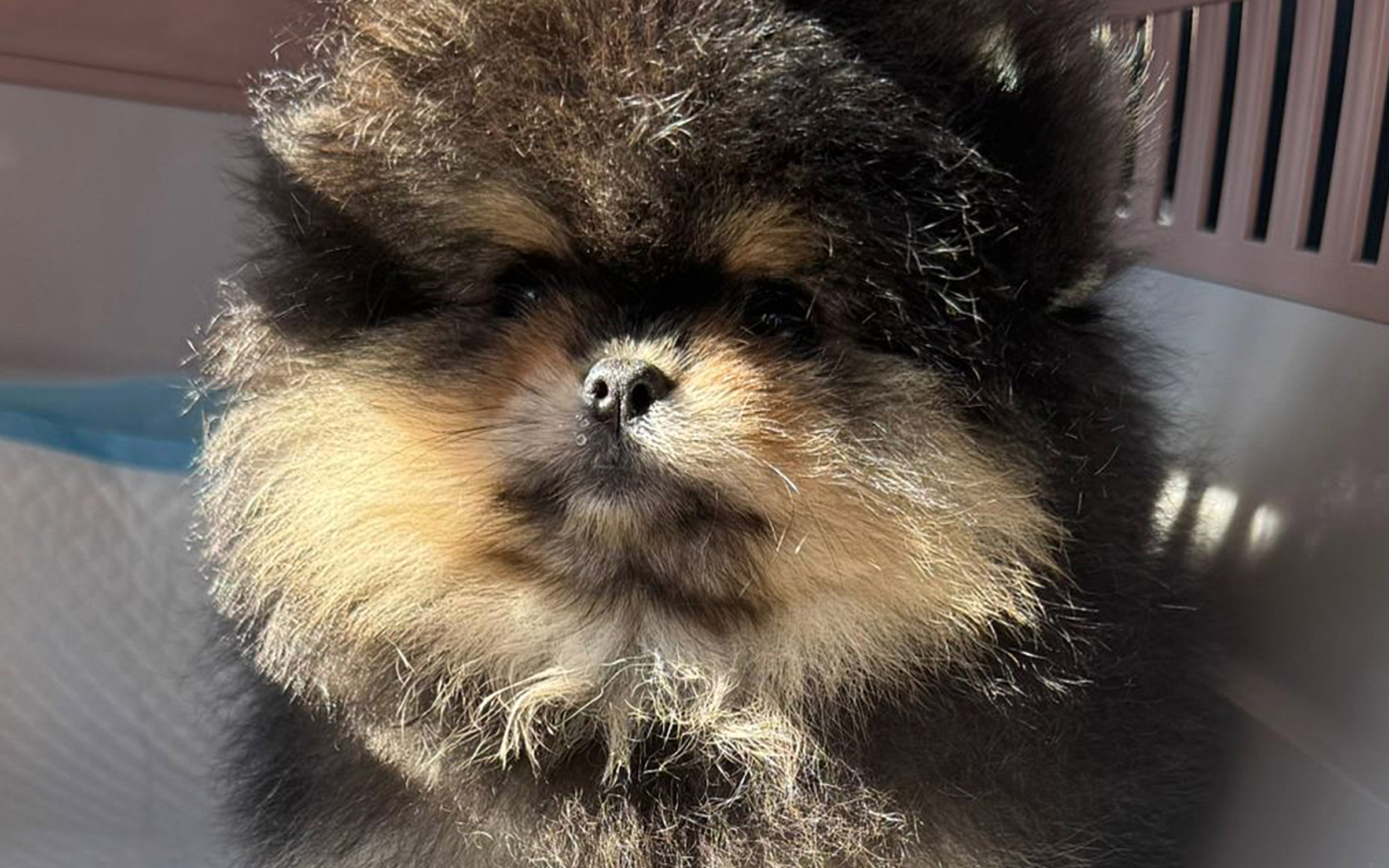 Volpino di Pomerania nero