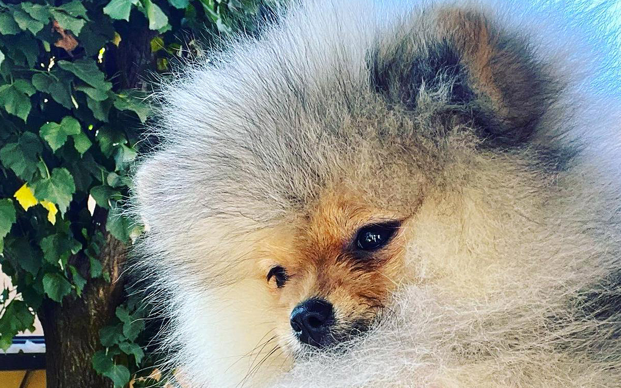 Volpino di Pomerania crema