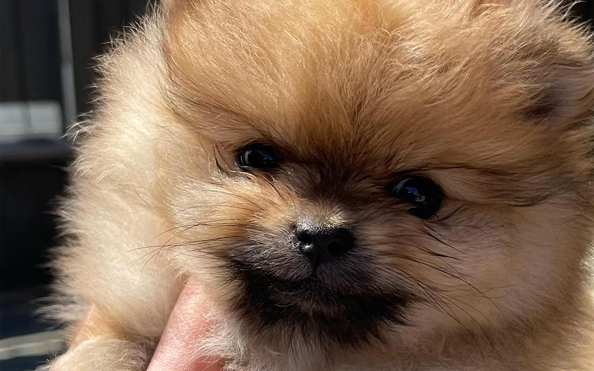 Volpino di Pomerania arancione