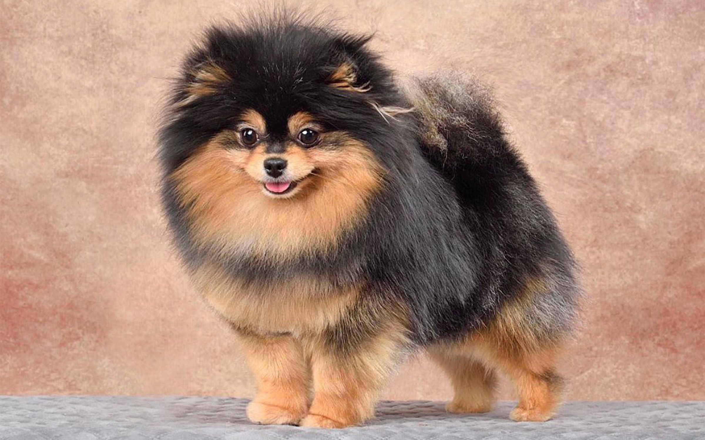 Pomerania