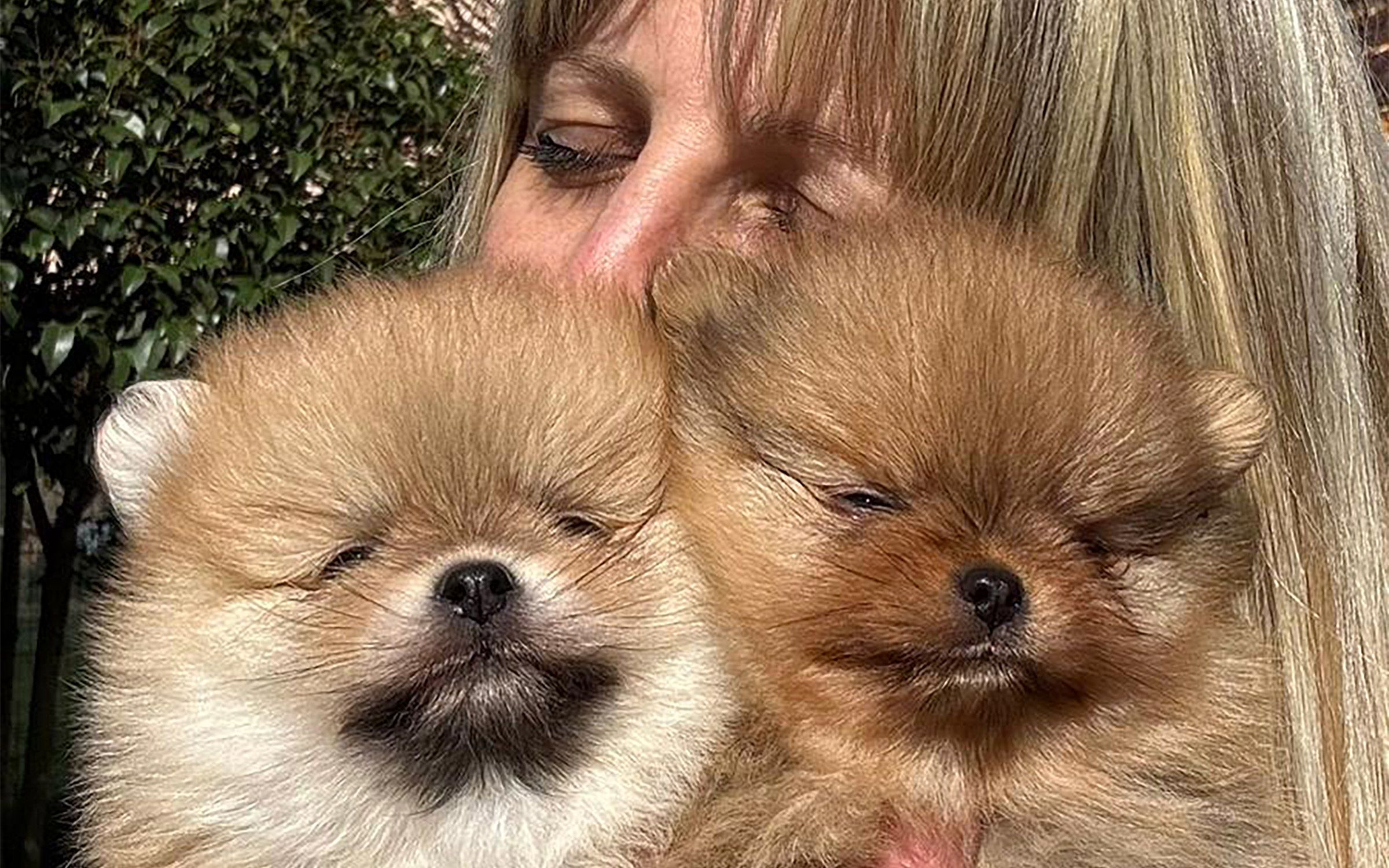 Pomerania