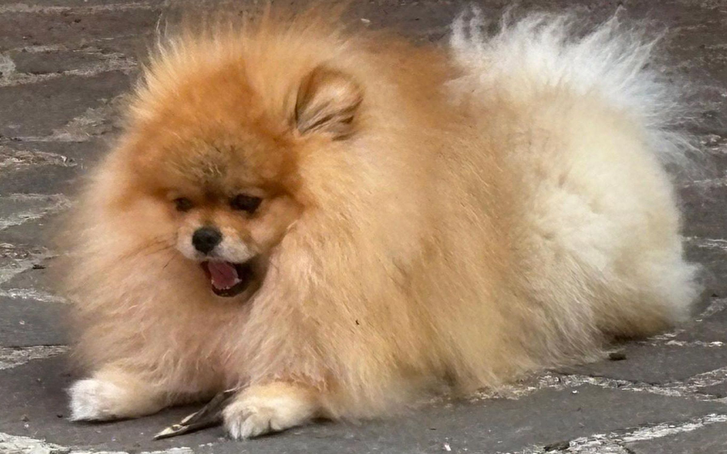 Pomerania