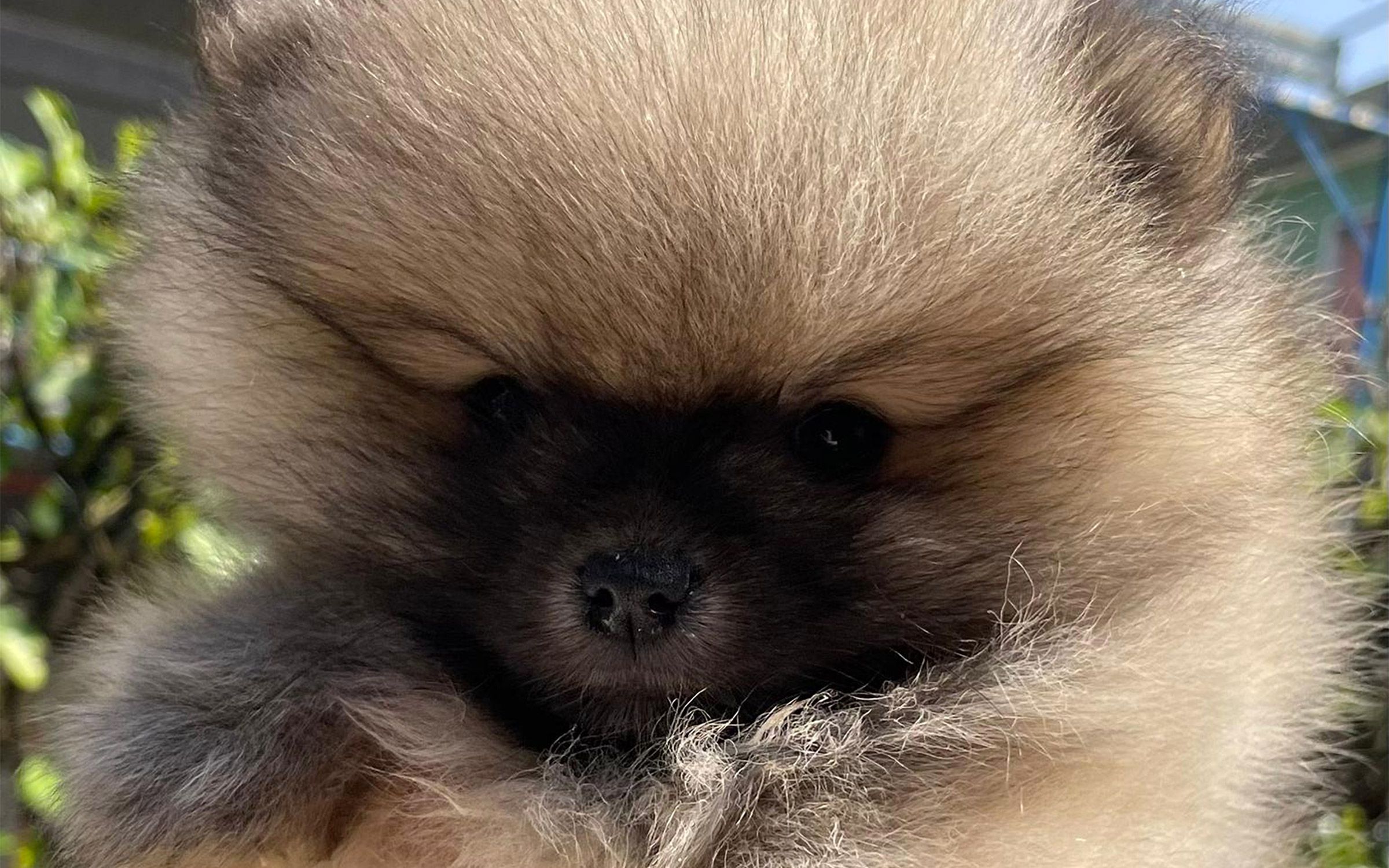 Pomerania