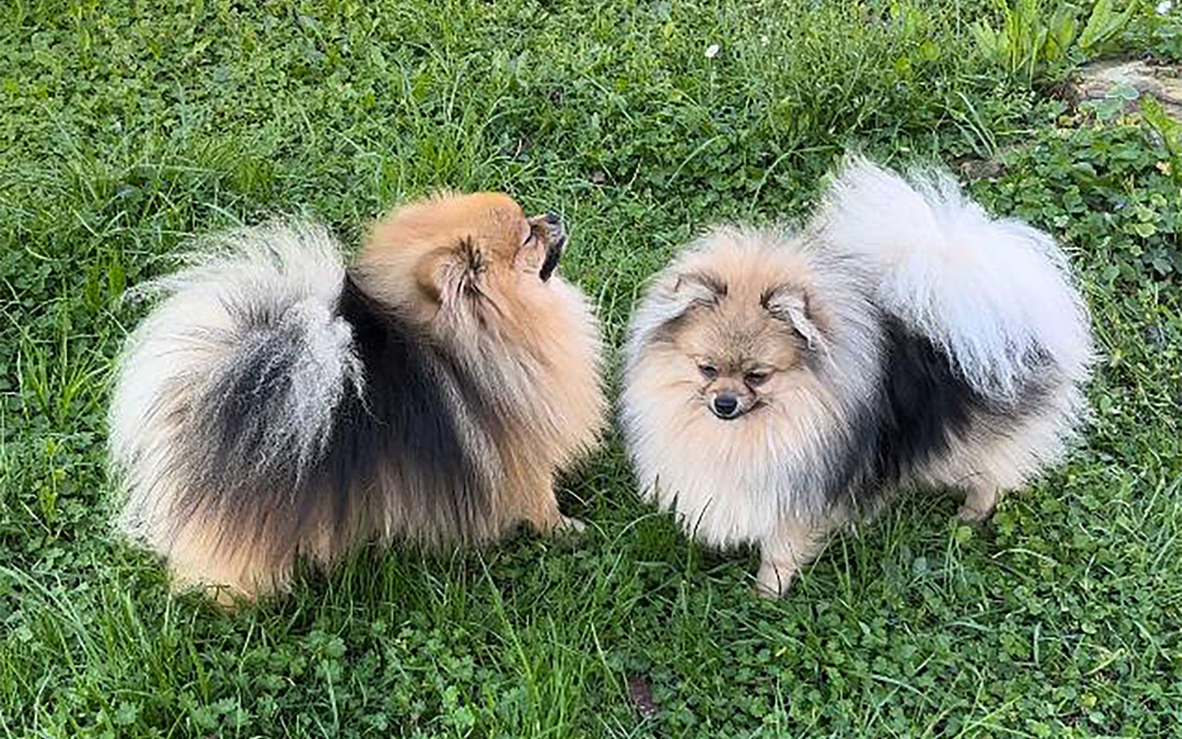 Volpino di Pomerania particolor